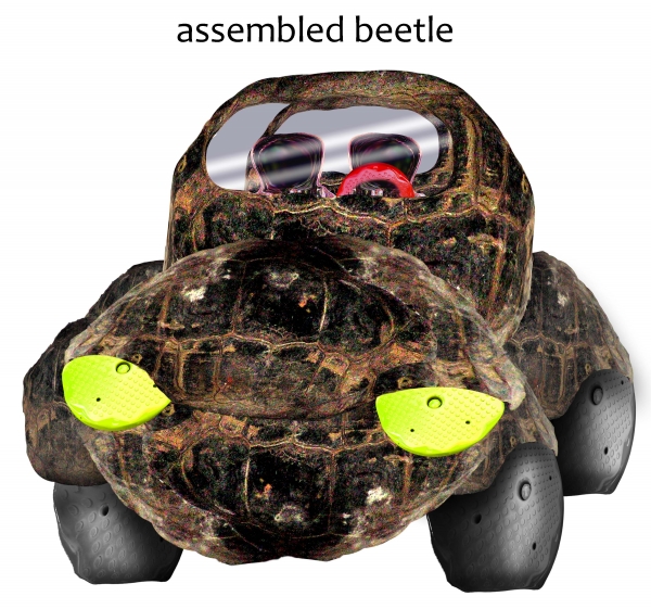 Creation of Turtle Beetle w/Pink Interior: Step 8